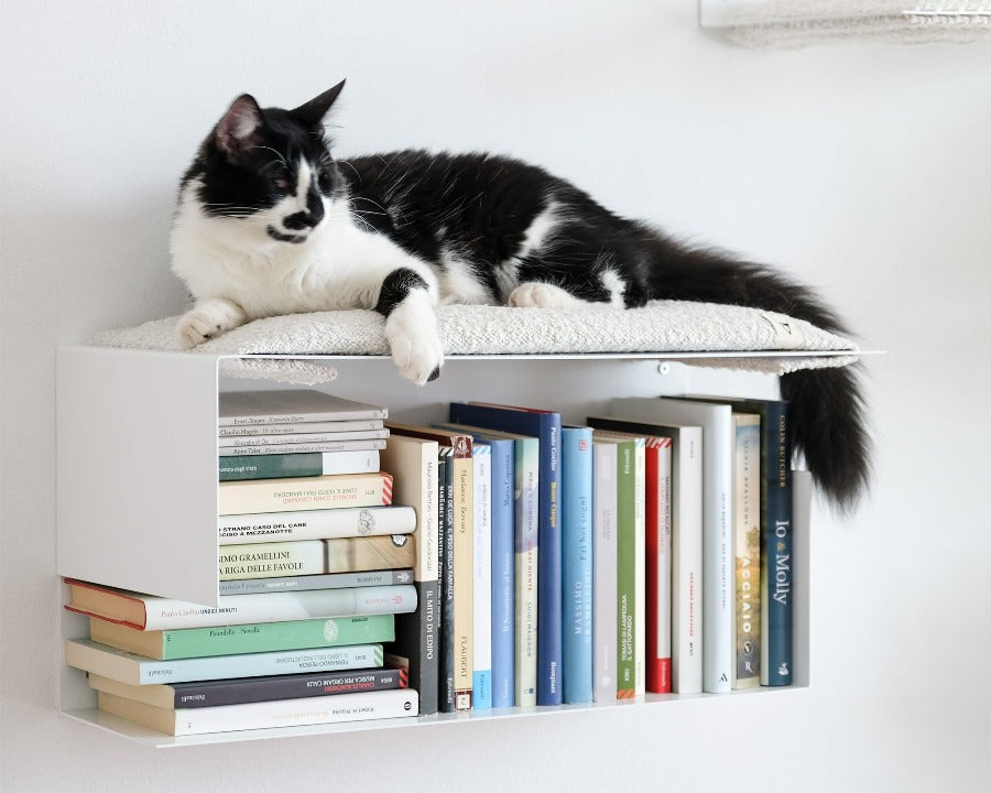 Bookshelf cat sales